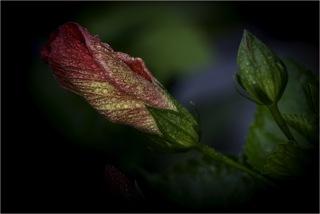 Traditional In Class M By Darlene Whitmore For Hibiscus OCT-2018.jpg